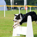 honden foto Eerste wedstrijd met z'n 2e jaar.