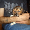 honden foto 