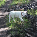 honden foto 