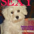 honden foto  LADY!!net wakker ;-) nog helemaal slaperig


