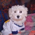 honden foto amore mio!!! Lekker koppie he...ze is nu wel een stuk groter 