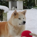 honden foto KAJITSU ASUKA GO (Import Italie)