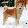 honden foto KAJITSU NO ASUKA GO