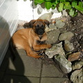 honden foto 