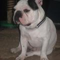 honden foto HOGS'Nights In White Satin  **Gijs**

Onze 