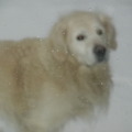honden foto lief koppie