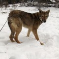 honden foto 