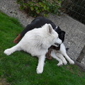honden foto 
