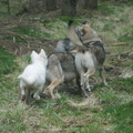 honden foto 