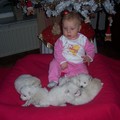 honden foto 