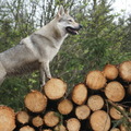 honden foto Bachata