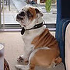 Lieve Ozzy onze mooie gabber