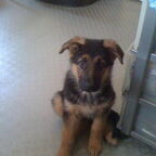 Benji 11 weken
