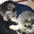 Tommie's castratie
