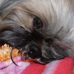 Shih Tzu liefde...
