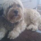 Lola