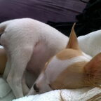 puppy Raysa