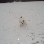 Enge Hond...