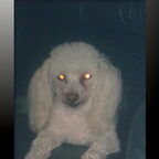 Joeki