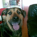 Mijn lieve Spike alweer 1 jaar bij ons