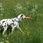 Graancirkels gemaakt met mijn frisbee