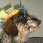 koninging Odie