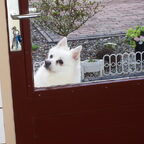 onze hond heeft een lekkende hartklep