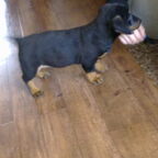 puppy er bij