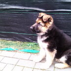 nieuwe puppy