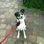 van babylaika naar Agilitydog!