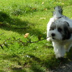 Herfst en Tibo