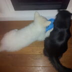 Even voorstellen... Ivy onze zwisterse witte herder pup..