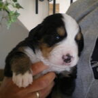 Onze kleine lieve Nelson...