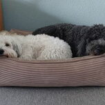 Samen
