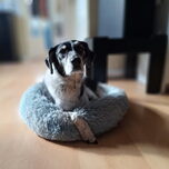 In het kattenmandje