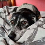 Op bed