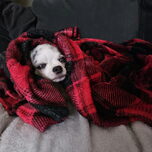 Honden burrito
