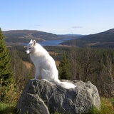 Nuka on the Rocks