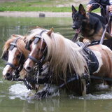 paard en wagen!