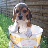 Beagle pup