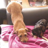 Lola met de kont omhoog!!