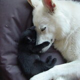 friends for life