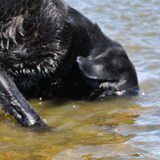 balou