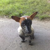 Dusty in een vieze sloot