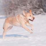 Joy in the snow