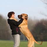 Knuffel van een Duitse Dog