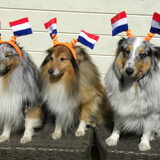 Koningshond
