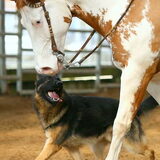 Sep volgen tijdens horse&dog trail