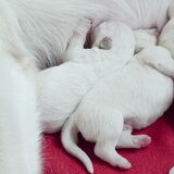 lekker bij mama...