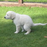 Brave puppy